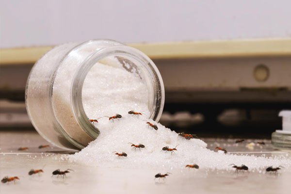 some ants in sugar