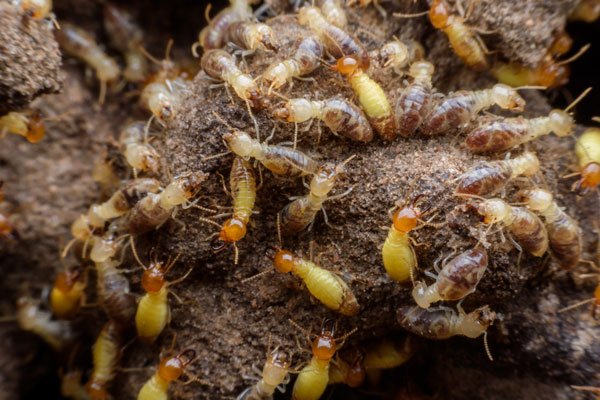 Demo image of termite